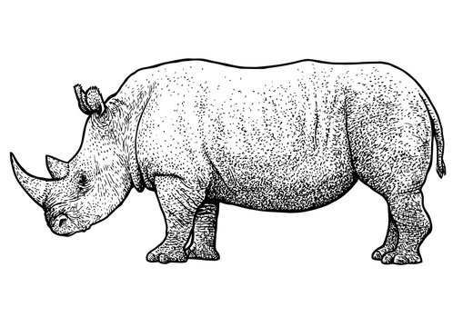 Rhinoceros illustration, drawing, engraving, ink, line art, vector