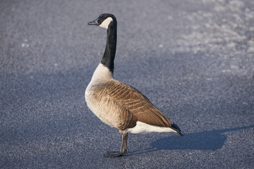 Kanadagans steht auf Eisflaeche