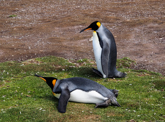 One king penguin lies down while the other walks