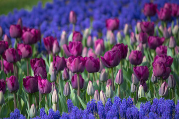 Turkey Istanbul Tulip festival