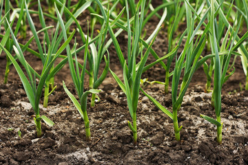 Green onions, ascended to the garden.
