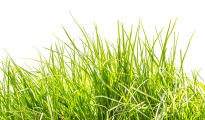  tiges d'herbe sur fond blanc 