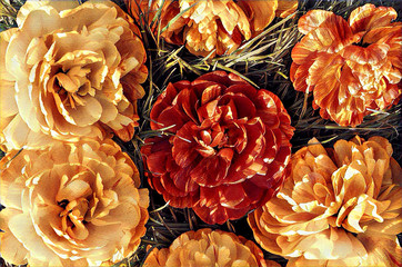 Pions flowers illustration