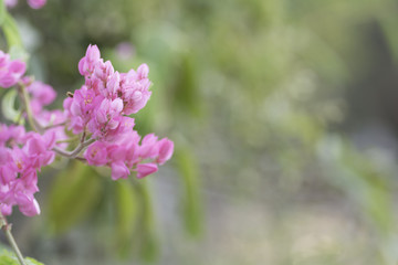 bouquet of pink flowers on  background blur.