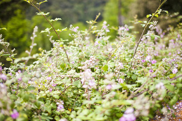 bramble with flowers in spring