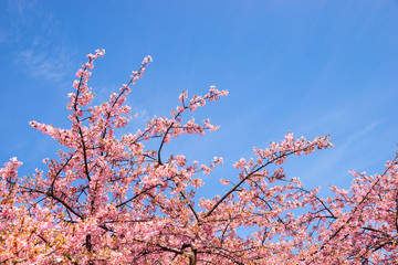 公園の河津桜