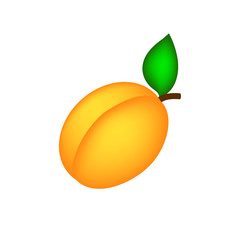 Apricot