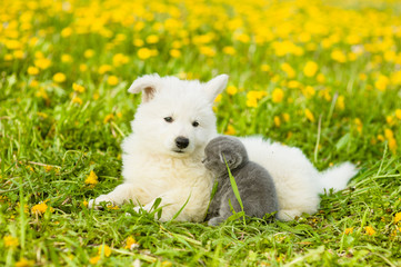 Fototapeta premium Kitten and puppy lying together on green grass