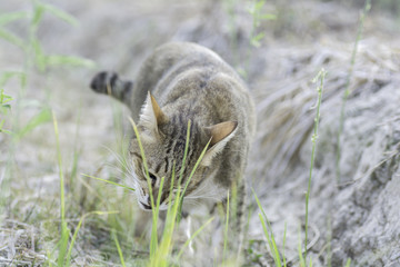 Thailand cat eating grass