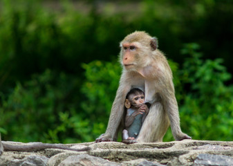 Obraz premium Family of monkeys