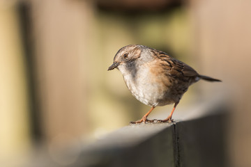 Dunnock, Prunella modularis