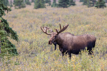 Naklejka na ściany i meble Alaska Yukon Bull Moose in Velvet