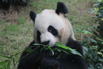Naklejka premium Male panda in Macau, his name is Kai Kai