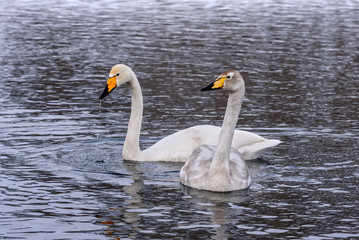 Obraz premium swan lake couple birds winter