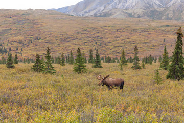 Fototapeta na wymiar Alaska Yukon Bull Moose in Velvet