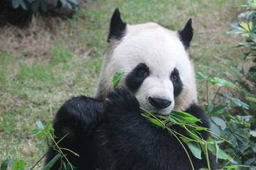 Obraz premium Male panda in Macau, his name is Kai Kai