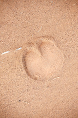 orma di dromedario sulla sabbia