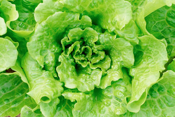 lettuce field