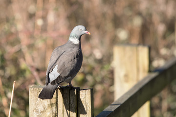 Common Wood Pigeon, Wood Pigeon, Columba palumbus 