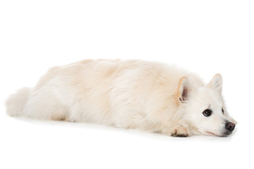 Obraz premium Entspannter Hund