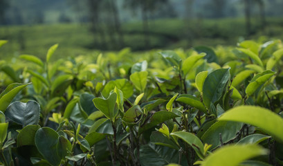 Close up Green Tea Leaves in Garden on plantation