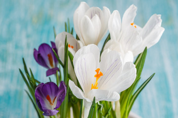 Fototapeta premium Fresh spring flowers crocuses