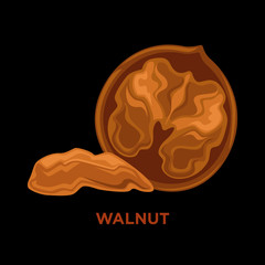 walnuts vector illustration isolated composition