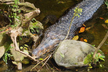 The false gharial (Tomistoma schlegelii ), also known as Malayan gharial, Sunda gharial and Tomistoma. Big crocodile in water.