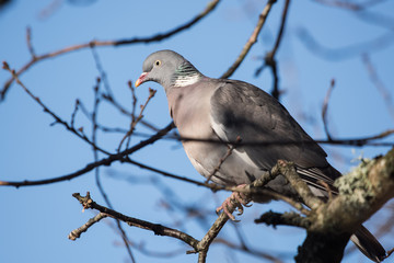 Common Wood Pigeon, Wood Pigeon, Columba palumbus 