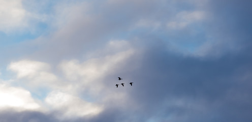 Wild geese flying across morning sky 