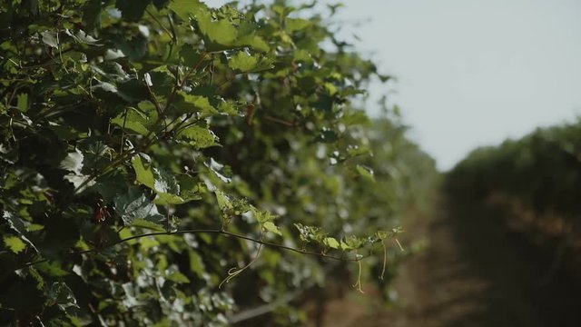 grape plants at vineyard waving at wind at sunny spring day; no people;