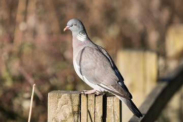 Common Wood Pigeon, Wood Pigeon, Columba palumbus 