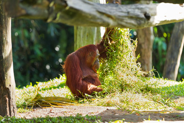 Adult orangutan (Rongo) sits under a bunch of grass and tree branches. Singapore.