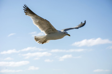 Fototapeta premium Bird 86
