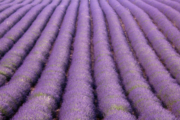 Fototapeta na wymiar Provence lavender rows