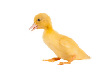 Adorable easter duckling