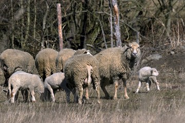 Young sheep graze in a meadow in spring