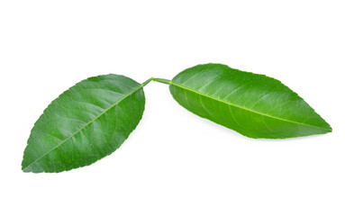 Lemon leaves isolated on white