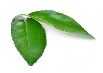 Lemon leaves isolated on white