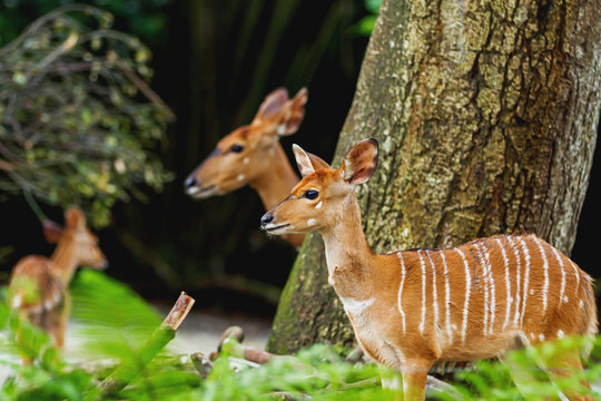 Sitatunga or marshbuck (Tragelaphus spekii) is a swamp-dwelling antelope. Female. Singapore.