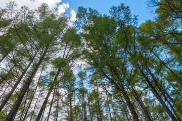 Pine trees in the forest, bottom view