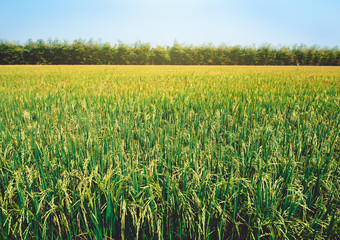 Rice field under the sun and clear blue sky. For design with copy space for text or image.
