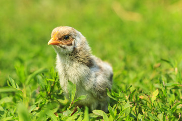 grey thoroughbred chicken
