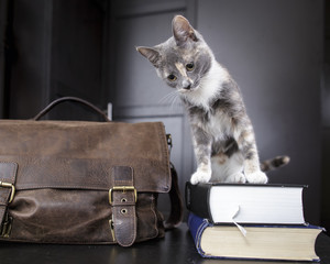 funny young cat sitting on a pile of thick scientific books, near old leather briefcase