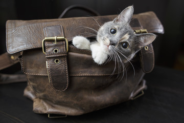 Funny kitten sitting in an old leather bag with a sad look and do not want to let the owners to go...