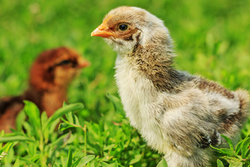 two thoroughbred chickens grey and brown