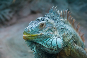 adult big iguana 