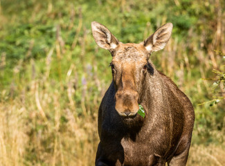 Naklejka na ściany i meble Moose or European elk Alces alces female eating green leaves