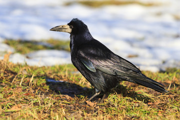 rook on spring meadow