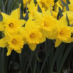 Fototapeta premium yellow daffodils in the spring flowerbed in park